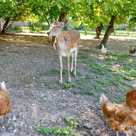 Bed & Breakfast Padovani - Veneta (adults Only)